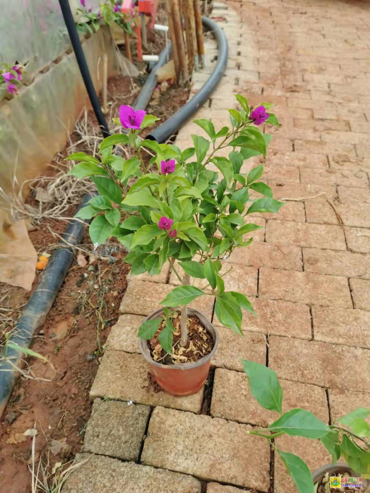 遵義紅花崗三角梅基地哪個地方多| 三角梅小苗價格| 云南三角梅批發