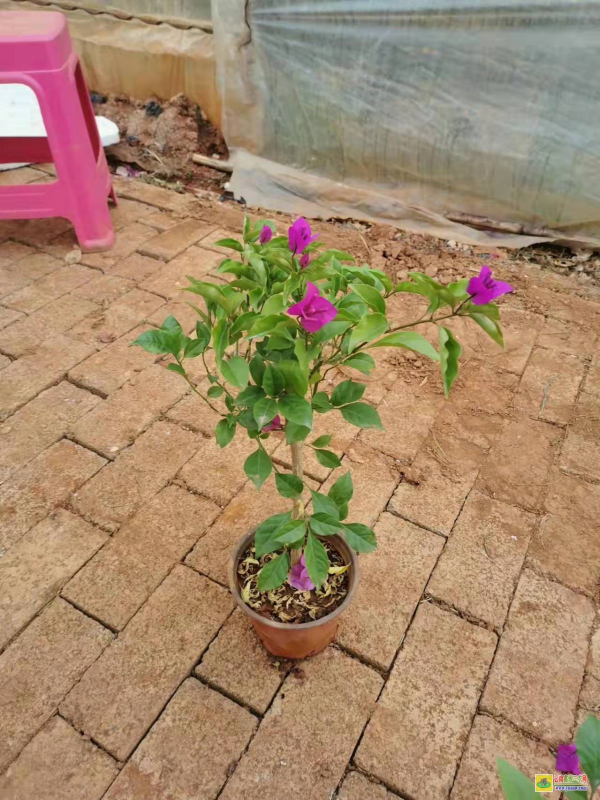 涼山會理廣東三角梅種植基地| 三角梅批發價格表| 云南三角梅供應商