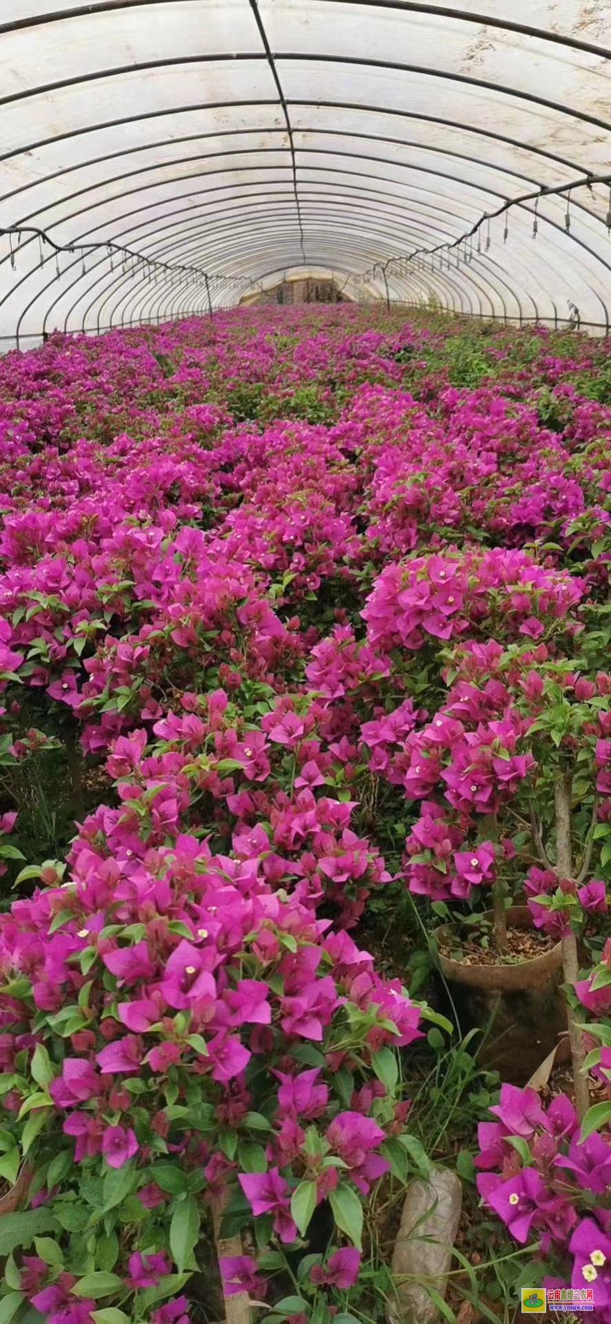 楚雄南華云南三角梅基地在哪里| 云南三角梅袋苗| 云南三角梅供應商