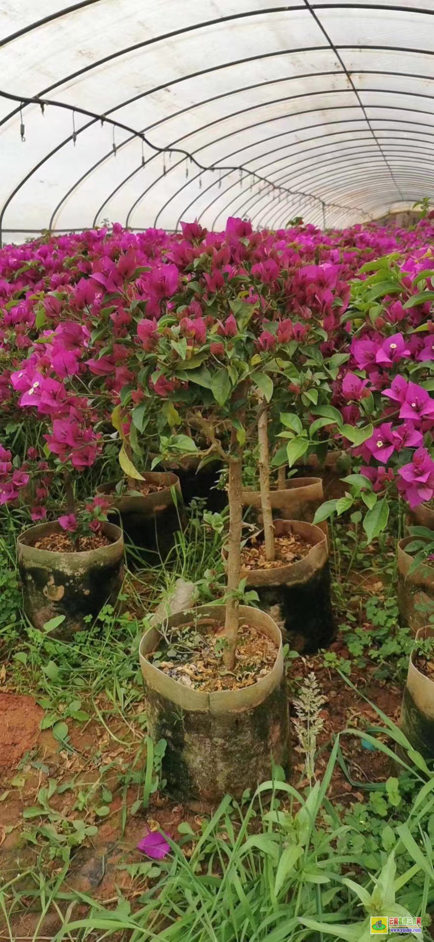 銅仁石阡廣東佛山三角梅種植基地| 三角梅批發價格表| 云南三角梅供應商