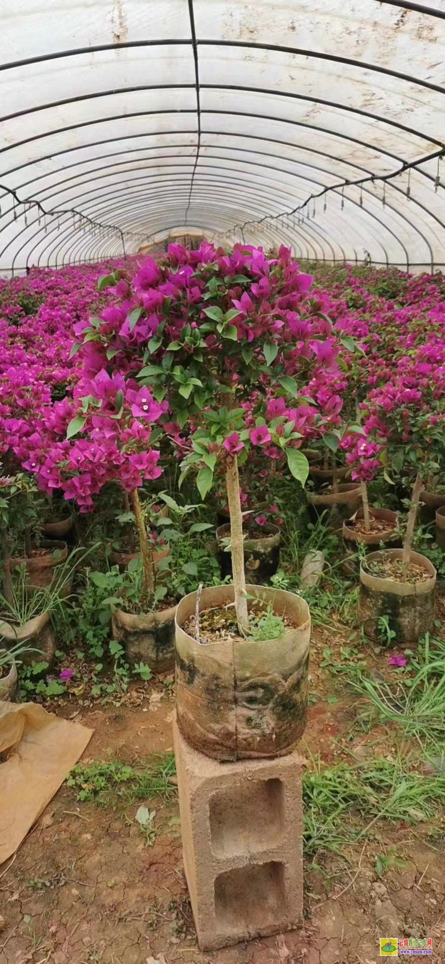 怒江瀘水云南三角梅種植基地及價格| 三角梅批發價格表| 云南三角梅供應商