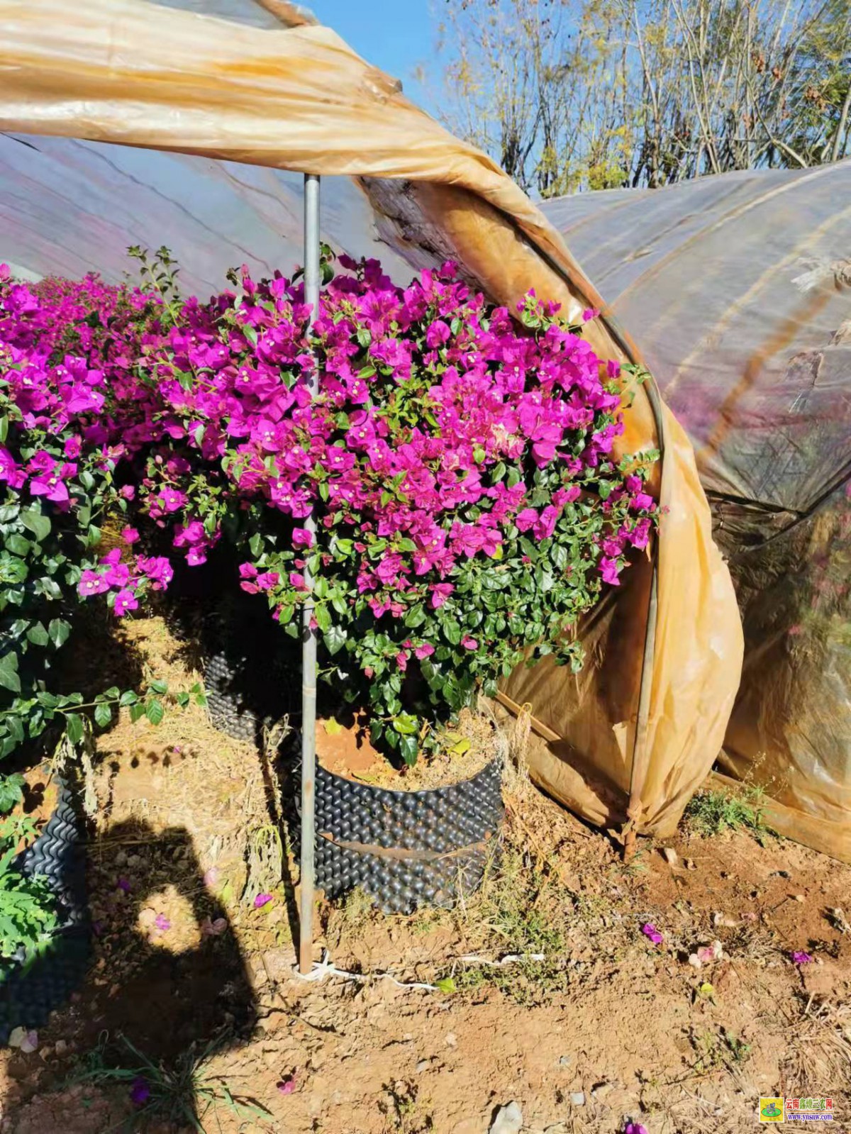 大理大理廣東三角梅種植基地| 三角梅批發價格表| 云南三角梅供應商