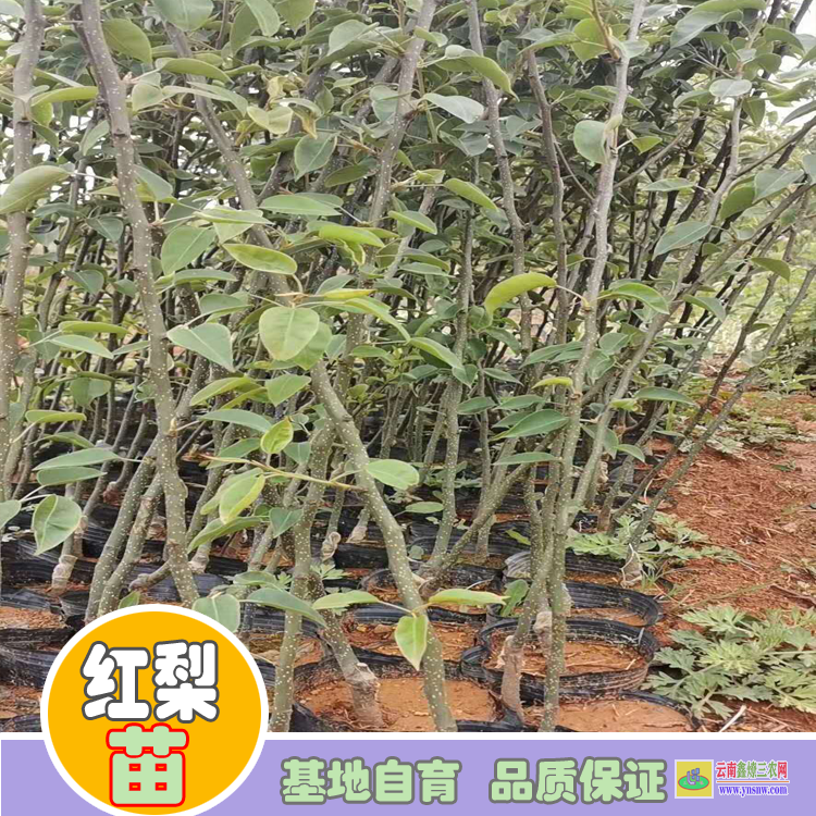 昆明石林紅梨苗木批發價格|紅梨苗圖片大全|紅梨苗批發基地