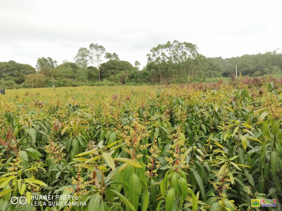 玉林興業芒果苗價格表|芒果苗品種|四季芒果苗