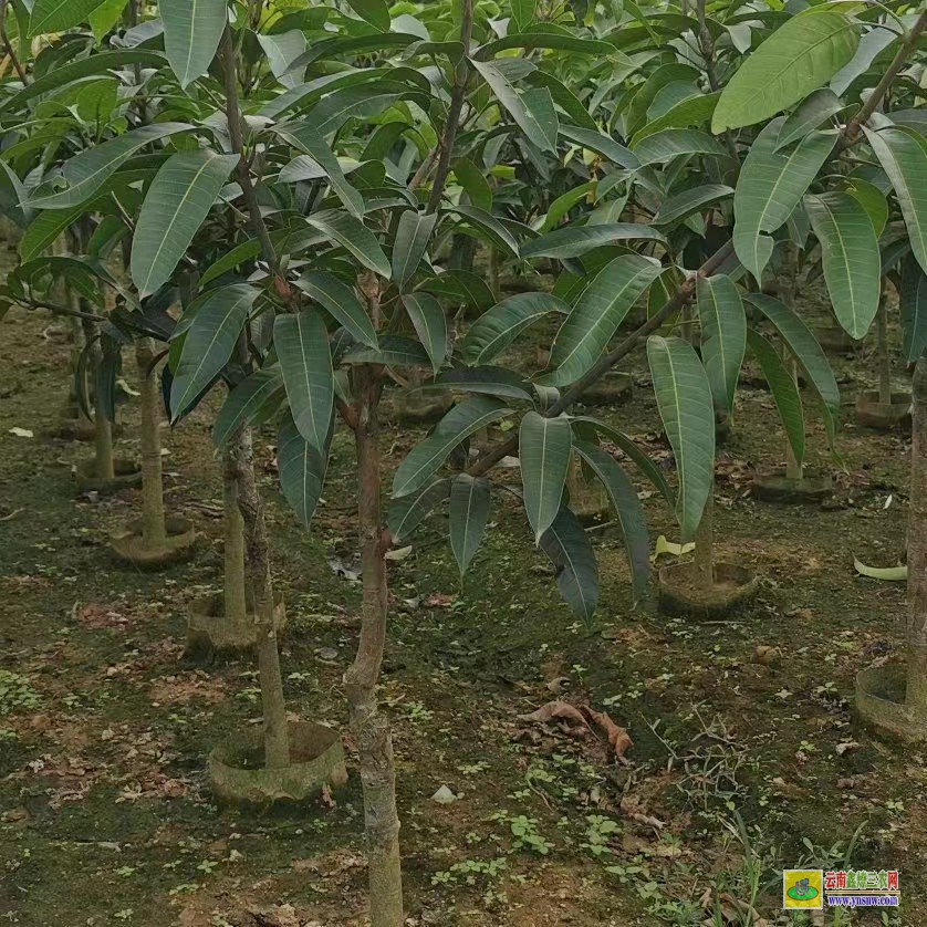 賀州平桂田東芒果苗|桂七芒果苗批發|四季芒果苗