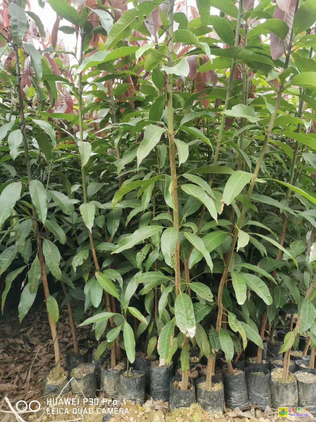 怒江瀘水景東晚熟芒果苗價格|海南芒果苗|芒果苗批發市場