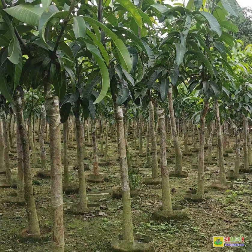 柳州柳南2022芒果苗金煌|桂七芒果苗批發|四季芒果苗