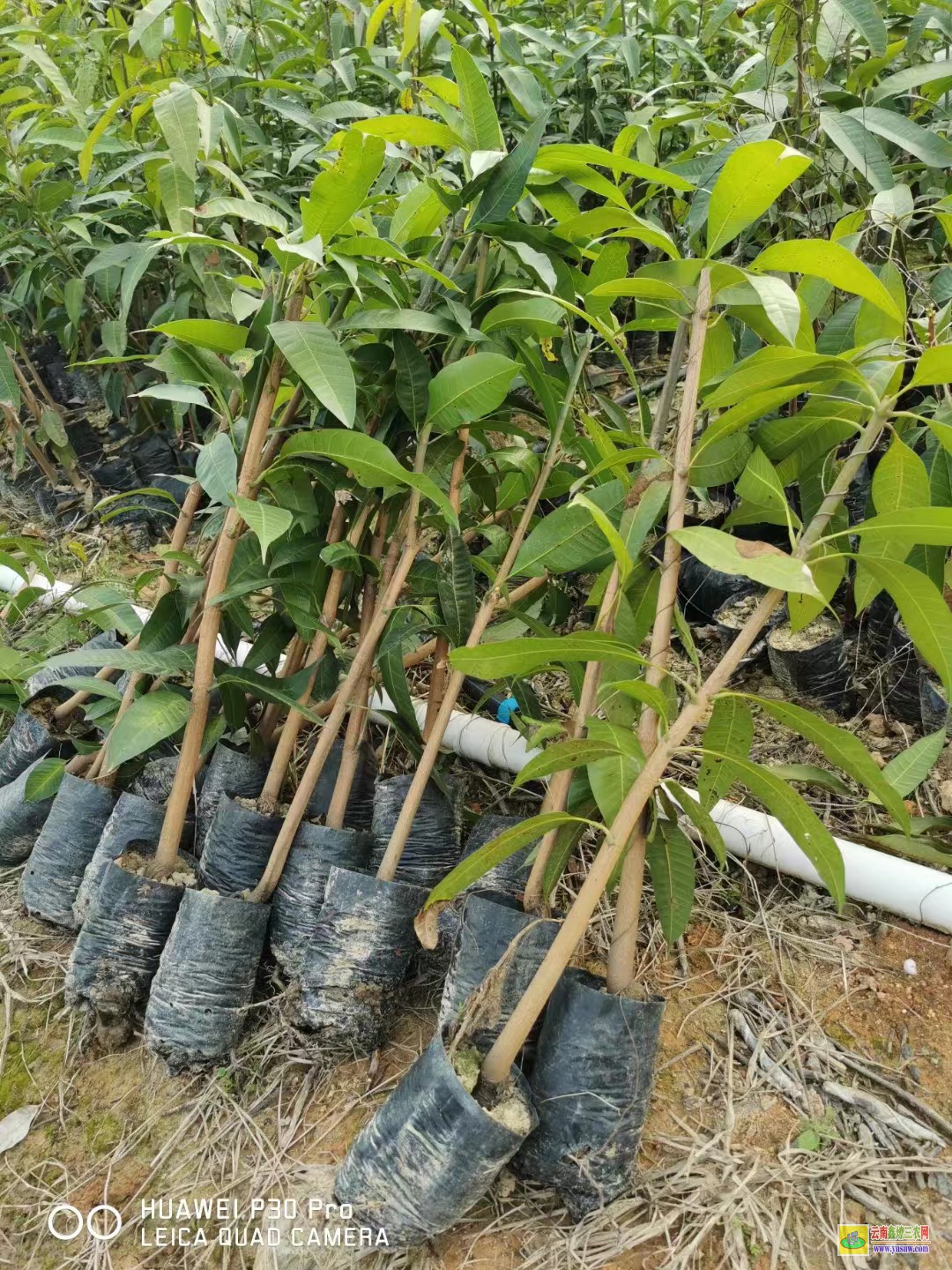 防城港東興芒果苗批發價|正宗芒果苗|貴妃芒果苗