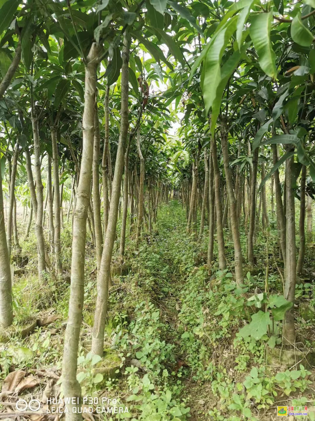 河池宜州芒果苗什么季節種植|正宗芒果苗|四季芒果苗