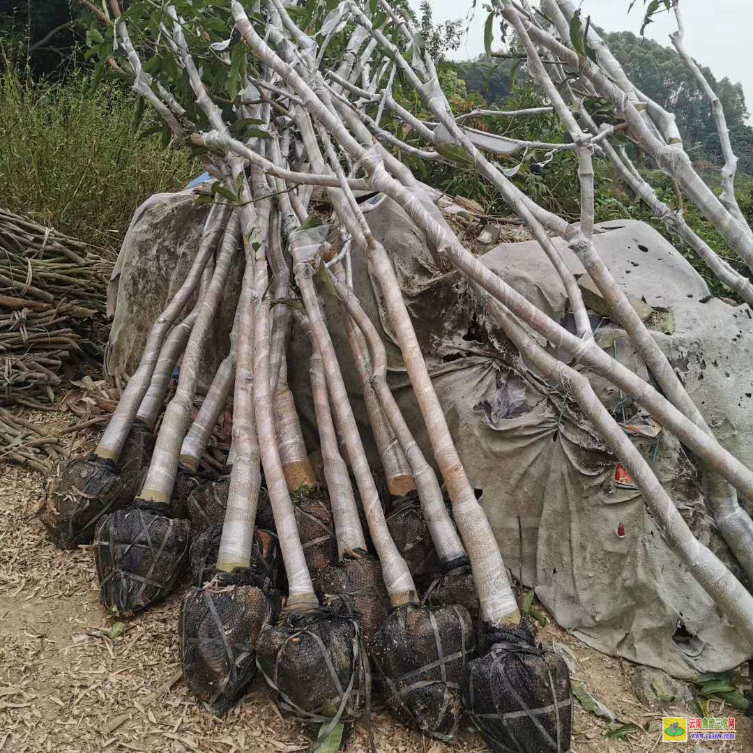 昆明安寧靈山縣芒果苗|正宗芒果苗|四季芒果苗