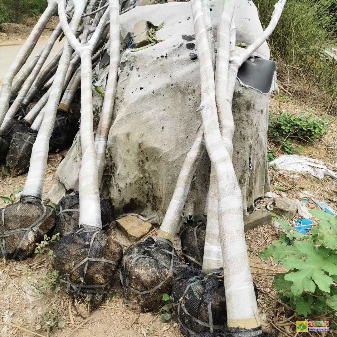 昆明祿勸廣西田東芒果苗|桂七芒果苗批發|四季芒果苗