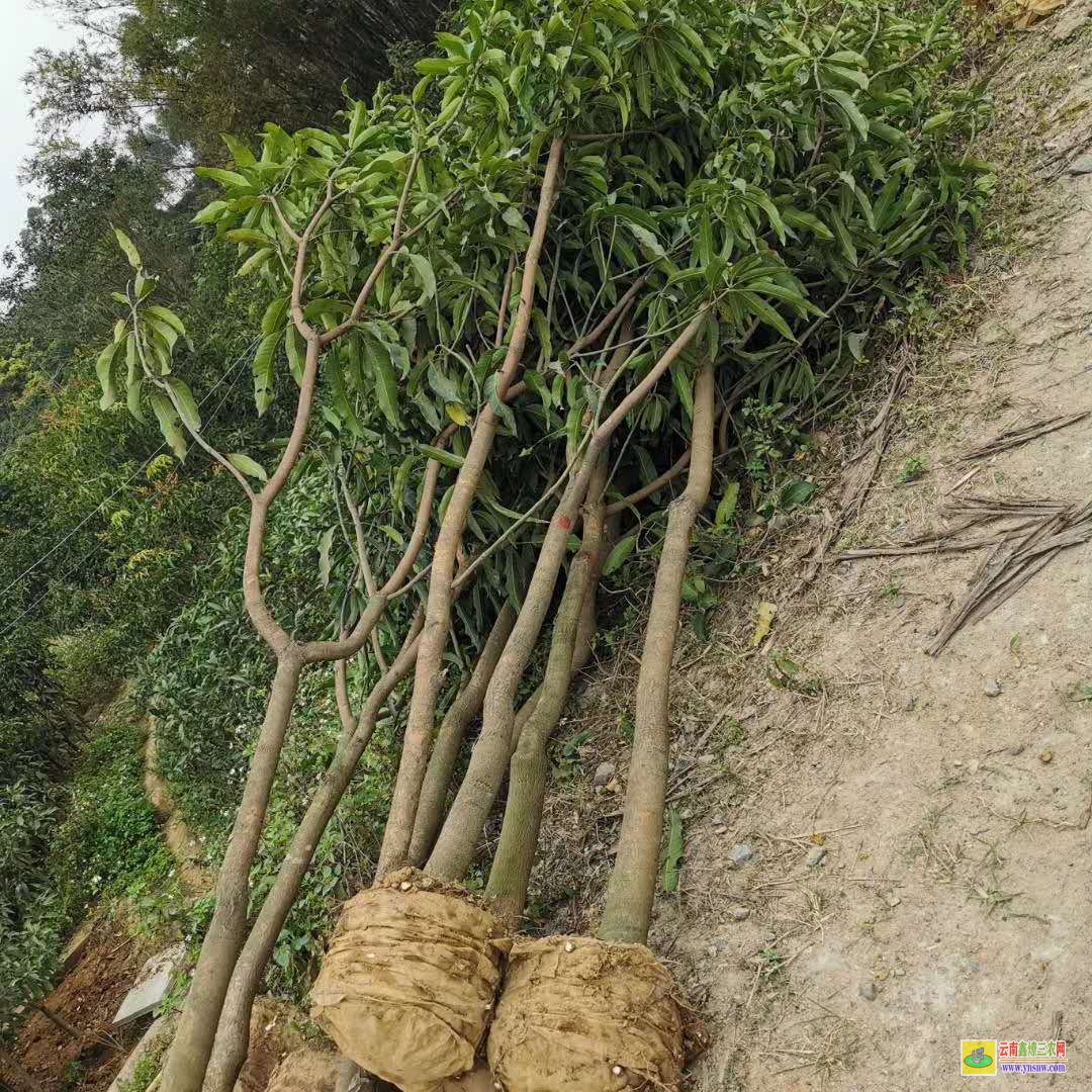 桂林恭城芒果苗基地|正宗芒果苗|貴妃芒果苗