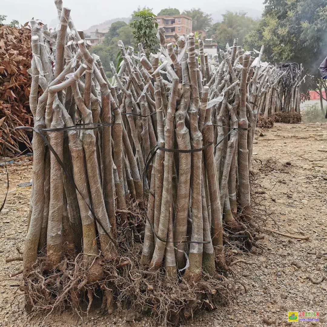 百色平果晚熟芒果苗價格|芒果苗品種|芒果苗批發市場