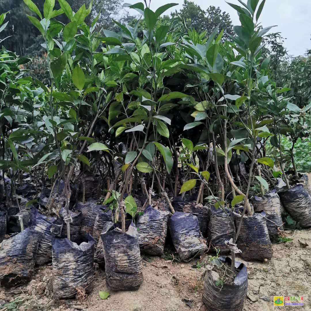 北海鐵山港批發芒果苗|桂七芒果苗批發|貴妃芒果苗