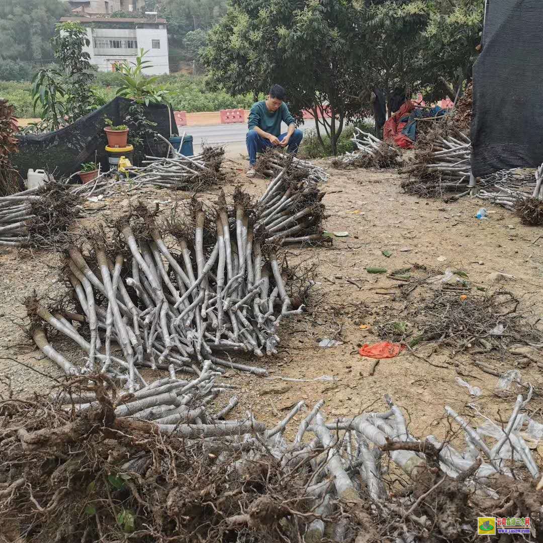 昆明嵩明2022芒果苗金煌|芒果苗品種|貴妃芒果苗