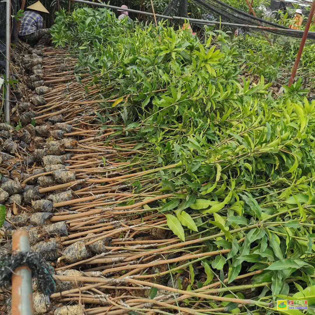 海口瓊山澳芒果苗價格|海南芒果苗|芒果苗批發市場