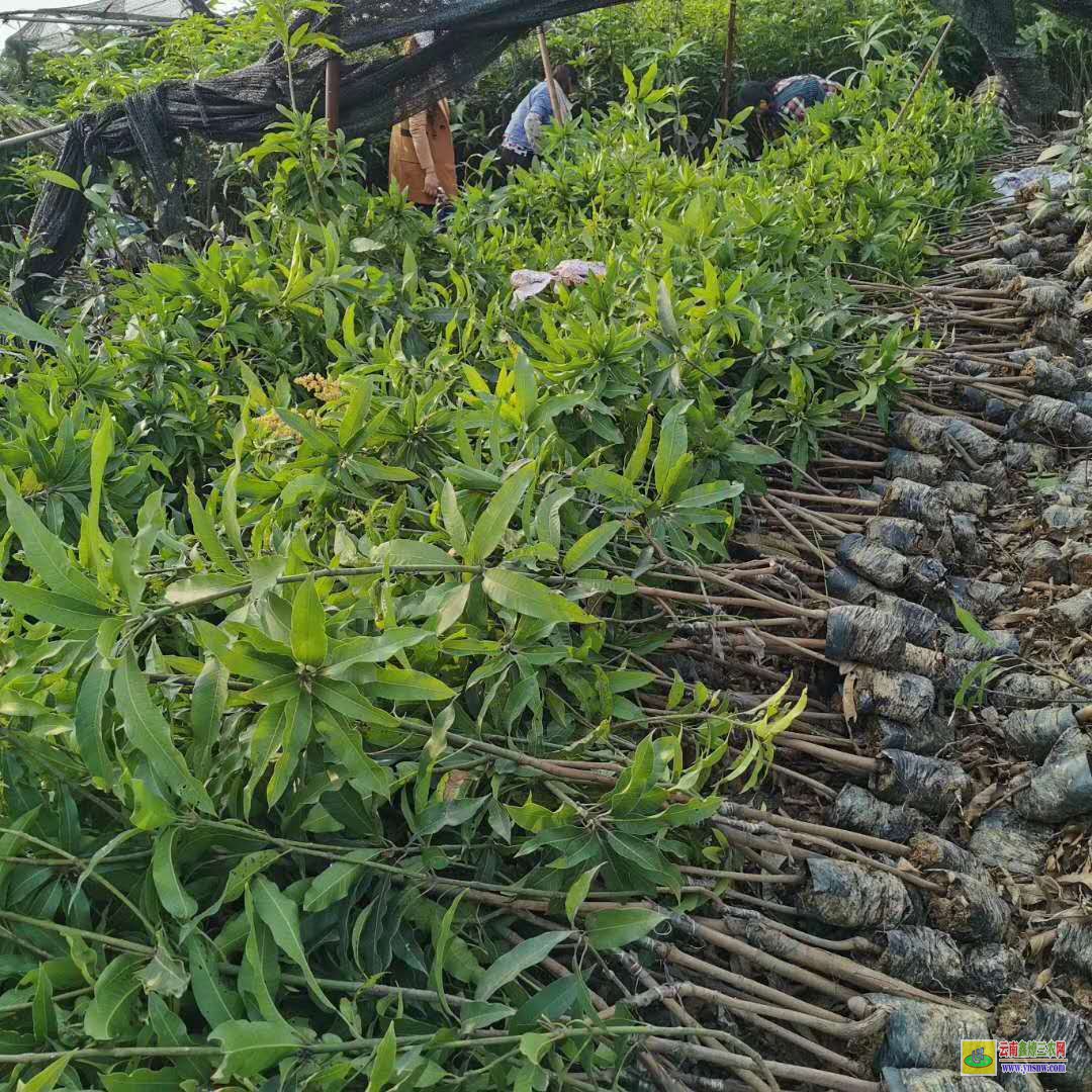 昆明尋甸景東晚熟芒果苗價(jià)格|芒果苗品種|四季芒果苗