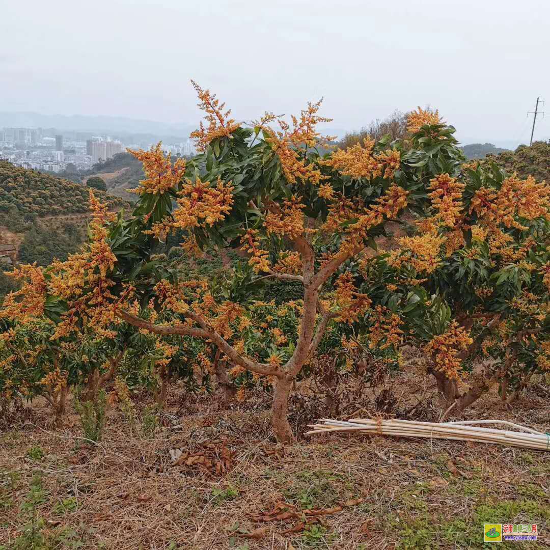 柳州城中景東晚熟芒果苗價格|海南芒果苗|芒果苗批發市場