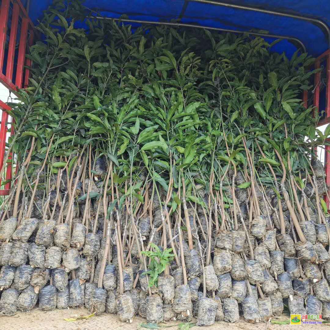 柳州柳江景東晚熟芒果苗價格|海南芒果苗|芒果苗批發(fā)市場