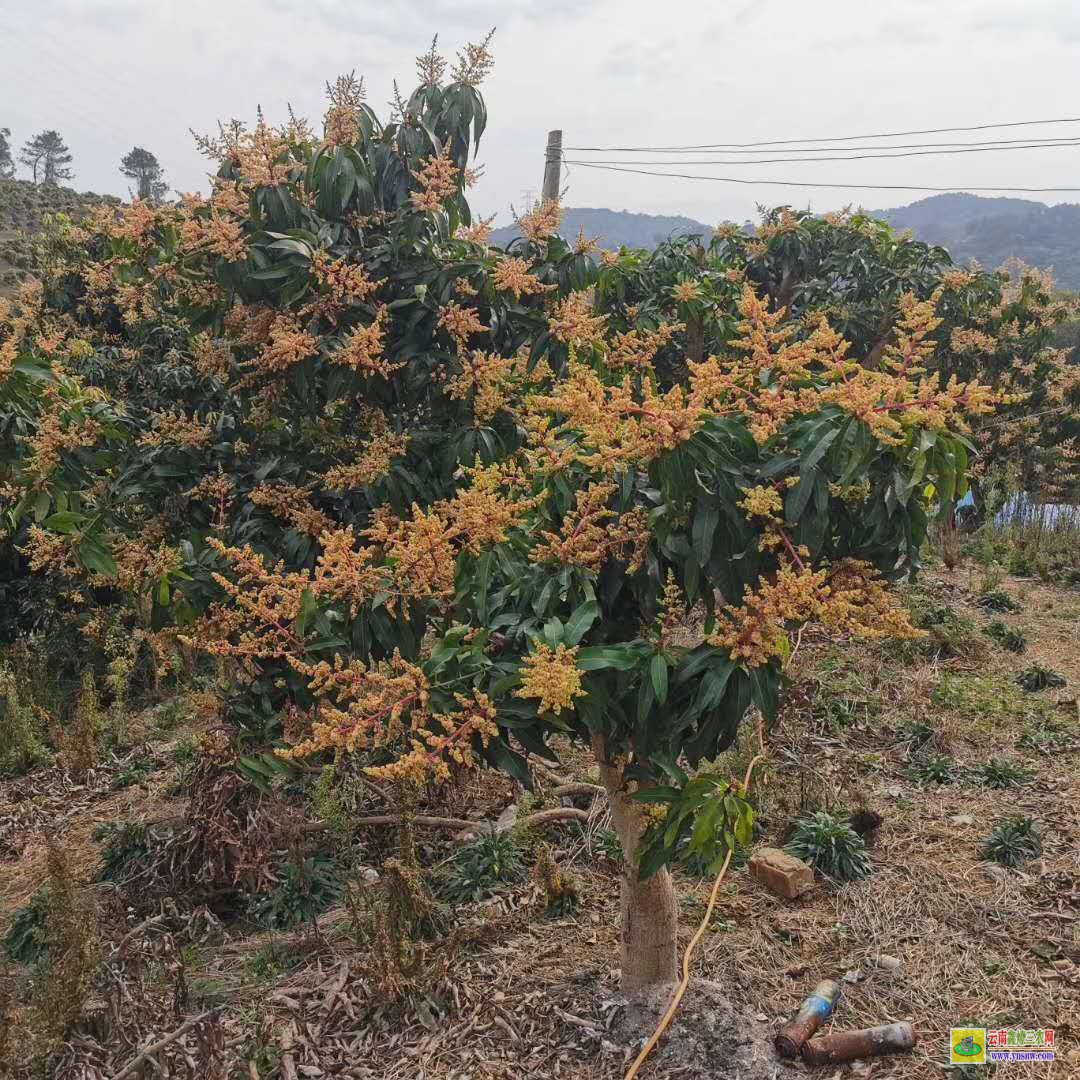 德宏盈江芒果苗方法|芒果苗品種|芒果苗批發市場