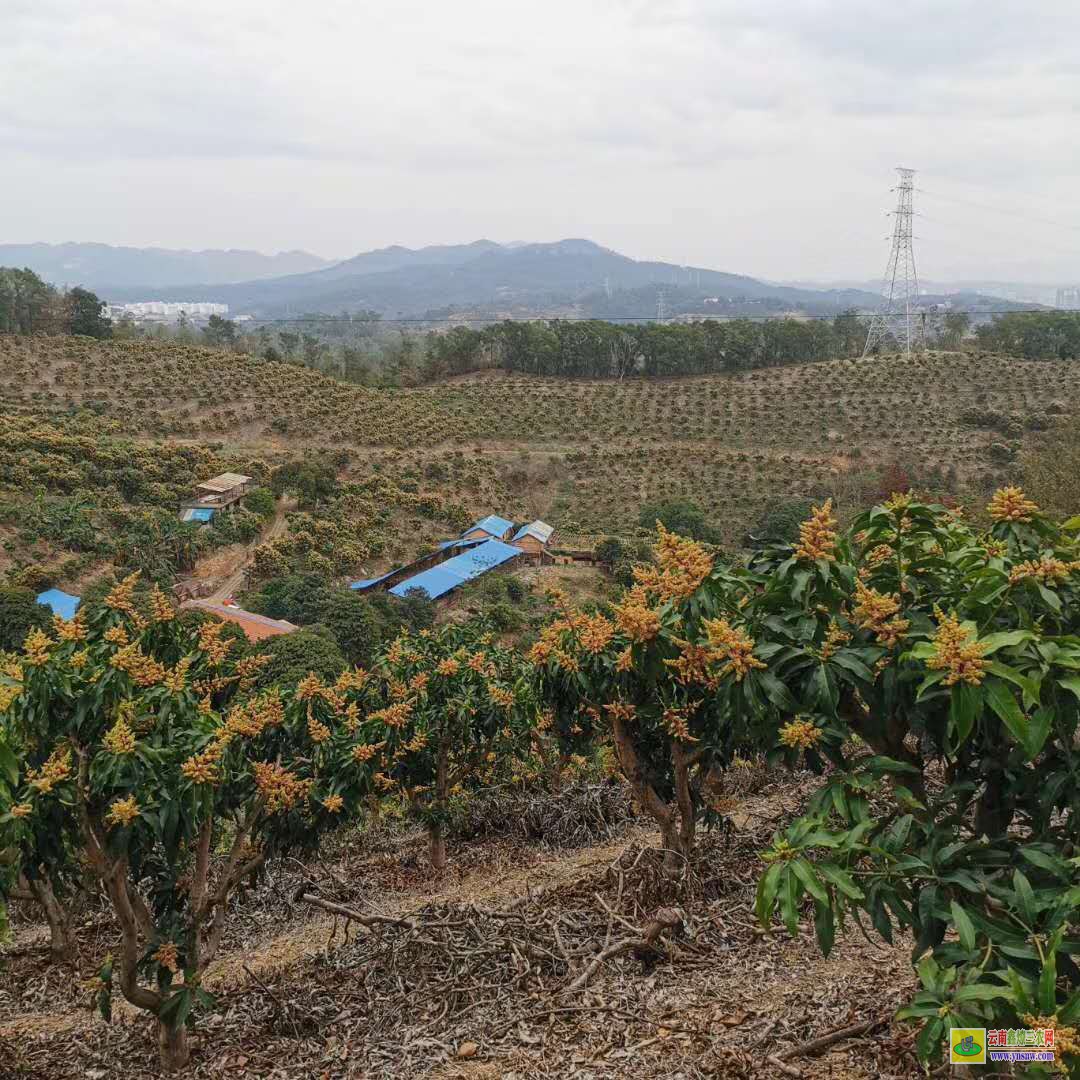 普洱景谷芒果苗怎么培育出來(lái)|芒果苗品種|四季芒果苗