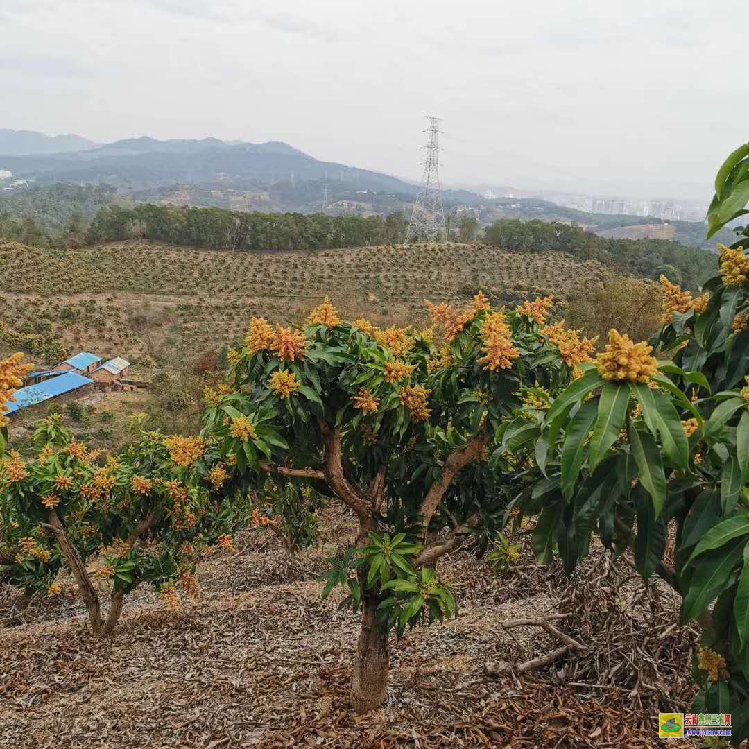 大理云龍攀枝花芒果苗|正宗芒果苗|四季芒果苗