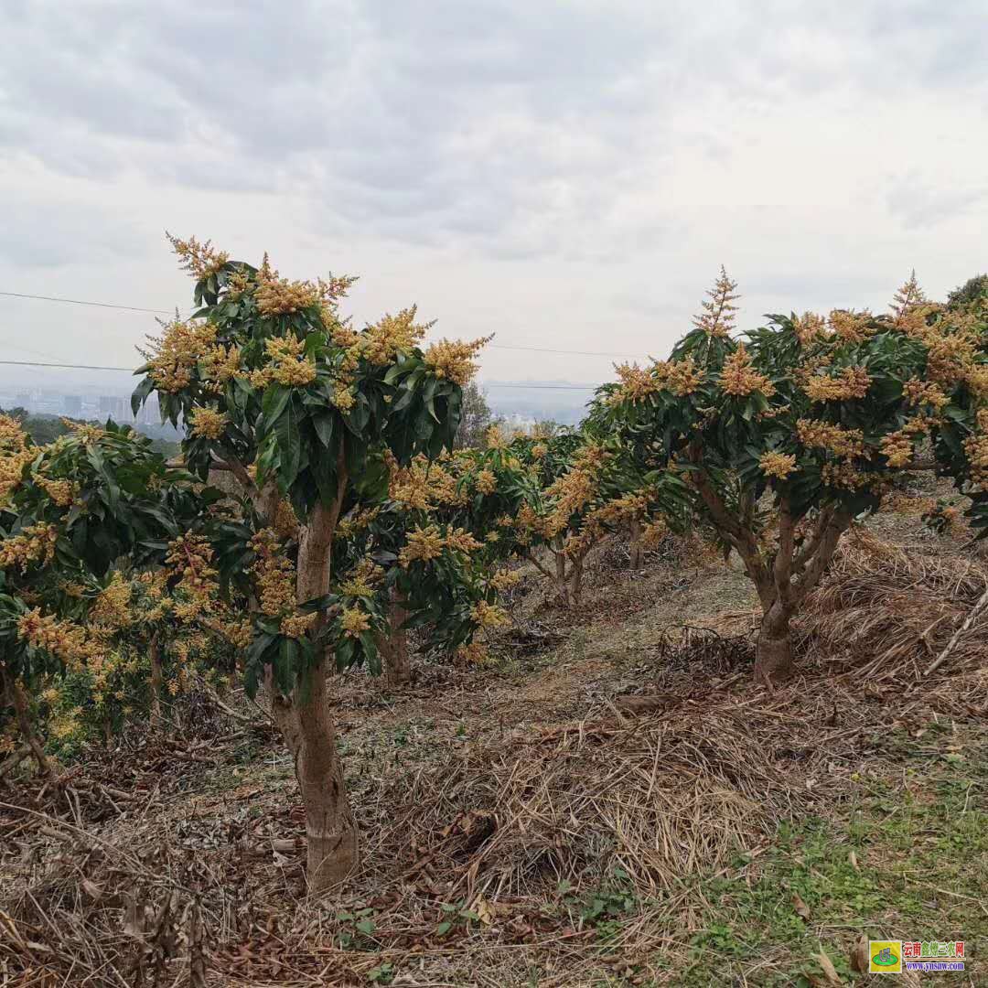 迪慶維西田東芒果苗|桂七芒果苗批發|四季芒果苗