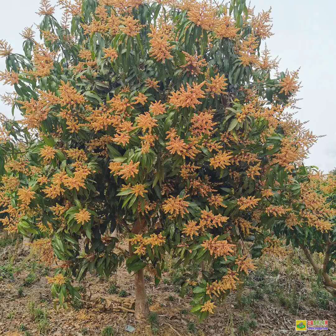 楚雄南華田東芒果苗|芒果苗品種|貴妃芒果苗