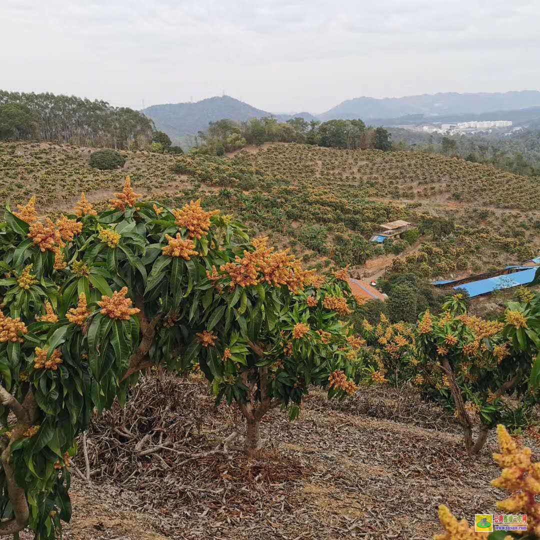 紅河彌勒攀枝花芒果苗|桂七芒果苗批發|芒果苗批發市場