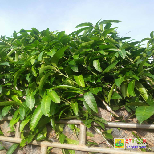 西雙版納勐海攀枝花芒果苗|桂七芒果苗批發|芒果苗批發市場