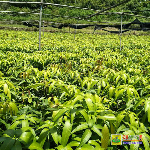 普洱景東金煌芒果苗|海南芒果苗|四季芒果苗