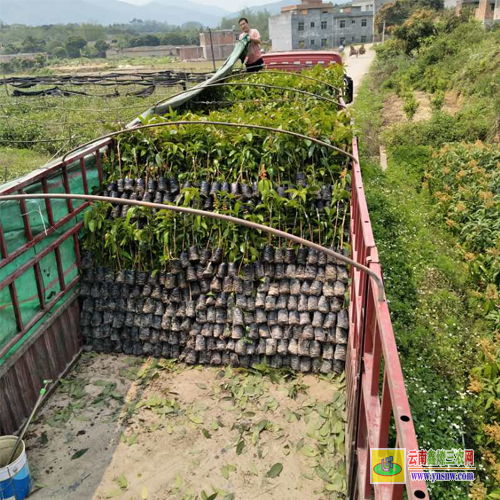 來賓合山芒果苗用什么肥料長得快|桂七芒果苗批發|貴妃芒果苗