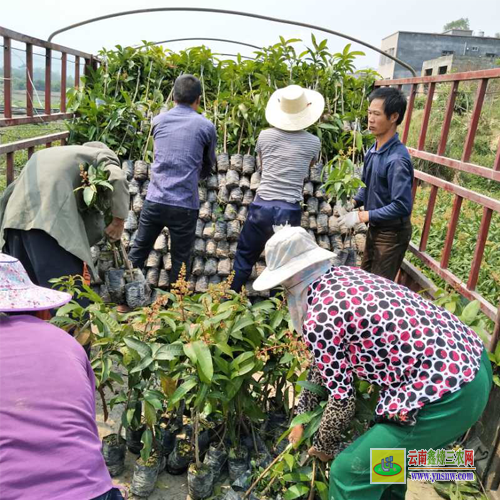 柳州融安景東晚熟芒果苗價格|芒果苗品種|四季芒果苗