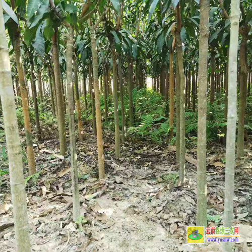 貴港港北芒果苗價格|桂七芒果苗批發|貴妃芒果苗