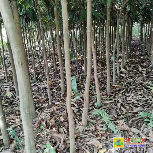 桂林恭城芒果苗基地|正宗芒果苗|貴妃芒果苗