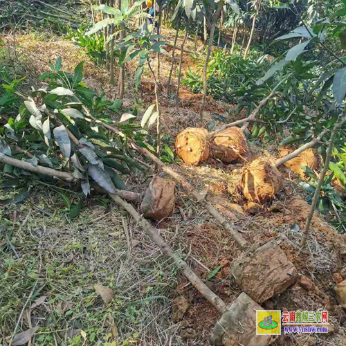 西雙版納勐臘芒果苗圖片|正宗芒果苗|芒果苗批發(fā)市場