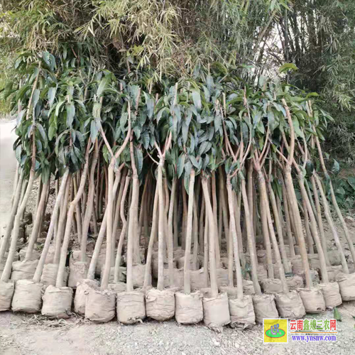 普洱墨江芒果苗圖片|正宗芒果苗|芒果苗批發(fā)市場