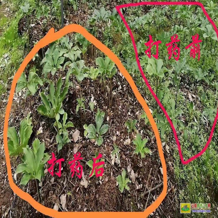 四川重樓除草劑圖片| 云南重樓除草劑| 田間中藥材除草劑