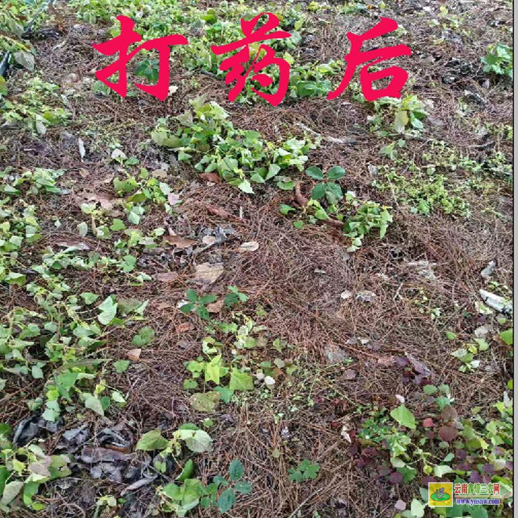 重樓除草劑是真的嗎| 湖北重樓除草劑| 重樓中藥材除草劑