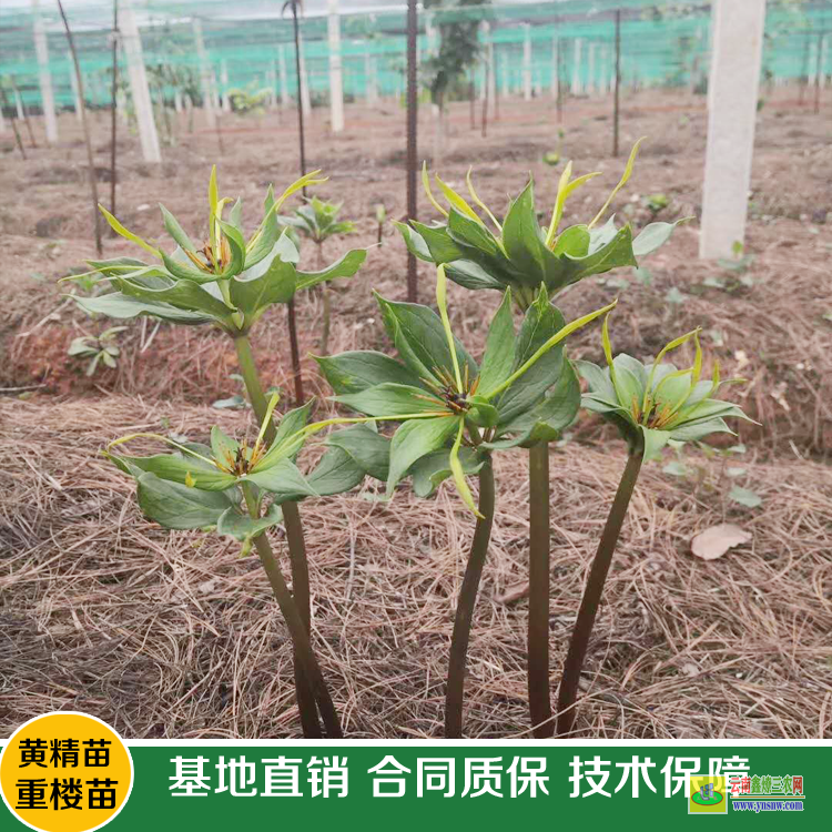 重樓種植幾年可以收| 云南重樓除草劑| 重樓中藥材除草劑