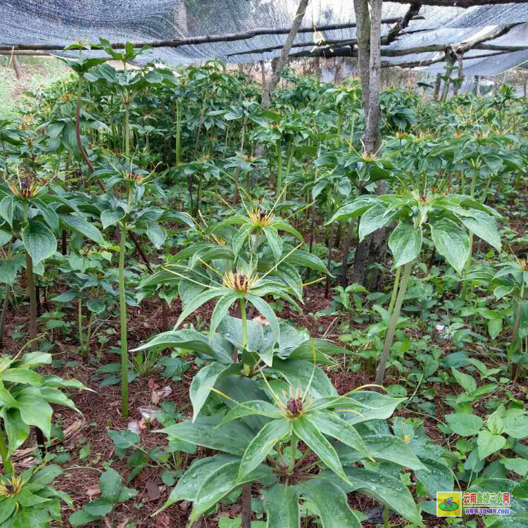 重樓除草劑使用方法| 安徽重樓除草劑| 重樓中藥材除草劑