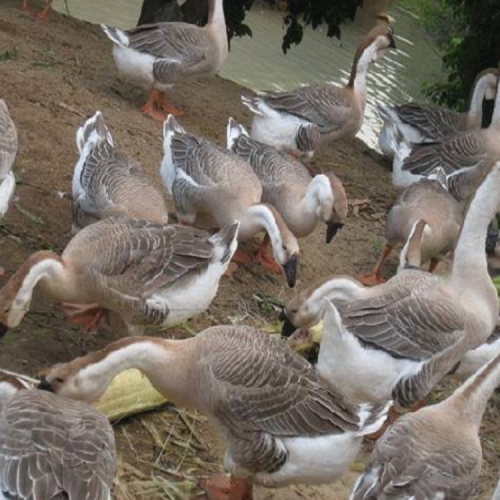 貴州獅頭鵝養殖基地 貴州獅頭鵝苗公司 大三花鵝苗價格