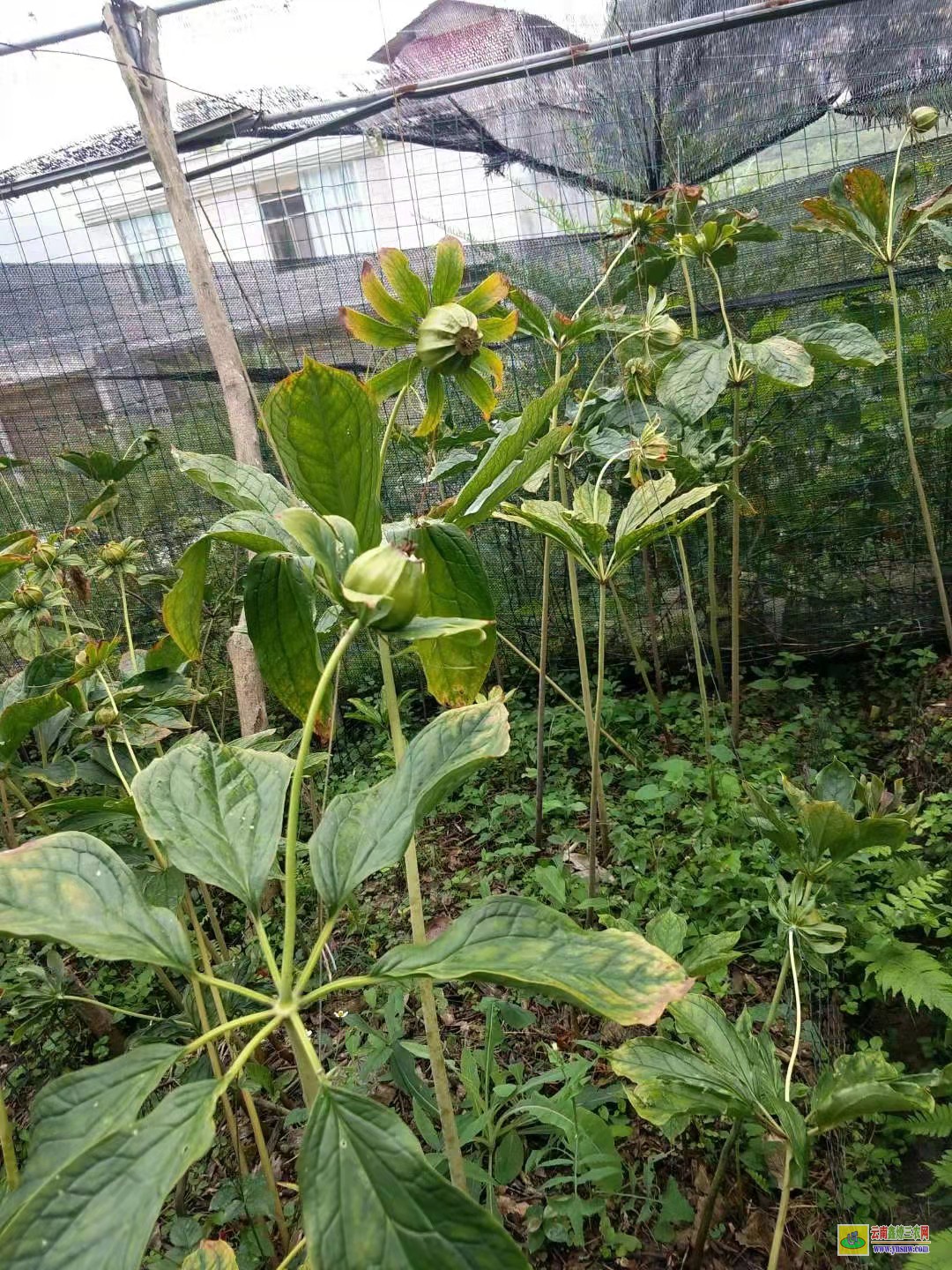 麗江重樓出草劑除草方法| 四川重樓除草劑| 田間中藥材除草劑