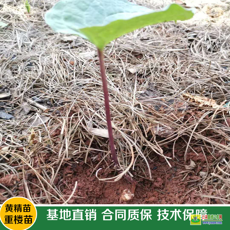 保山免費體驗田間重樓專用除草劑| 云南重樓除草劑| 重樓中藥材除草劑