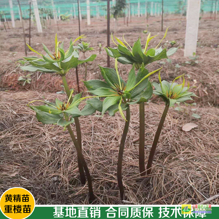 大理貴州重樓除草劑| 安徽重樓除草劑| 重樓中藥材除草劑