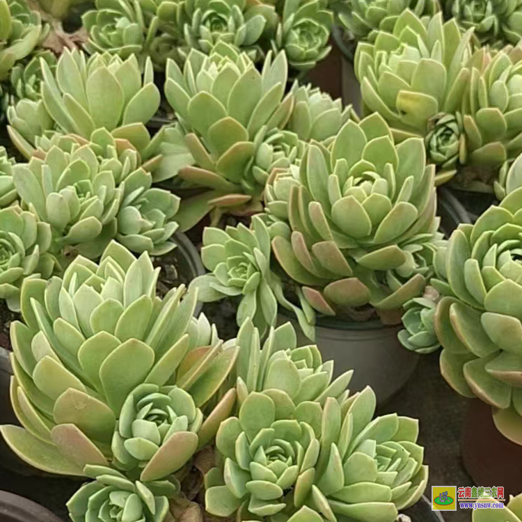 江蘇批發基地| 植物批發包郵| 批發哪里進貨便宜