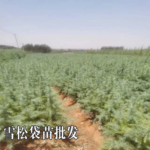 石林雪松種植佳時間 雪松苗木基地 雪松價格表