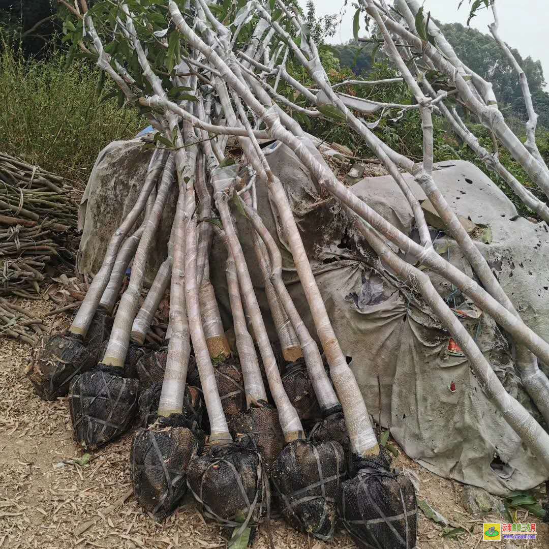 海南芒果樹苗那里有售|陵水芒果苗價格|香蕉苗價格