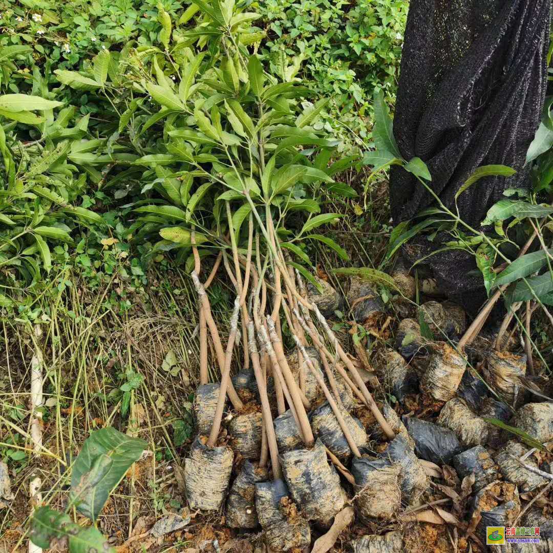 廣西芒果苗多少錢一株|陵水芒果苗價格|香蕉苗價格