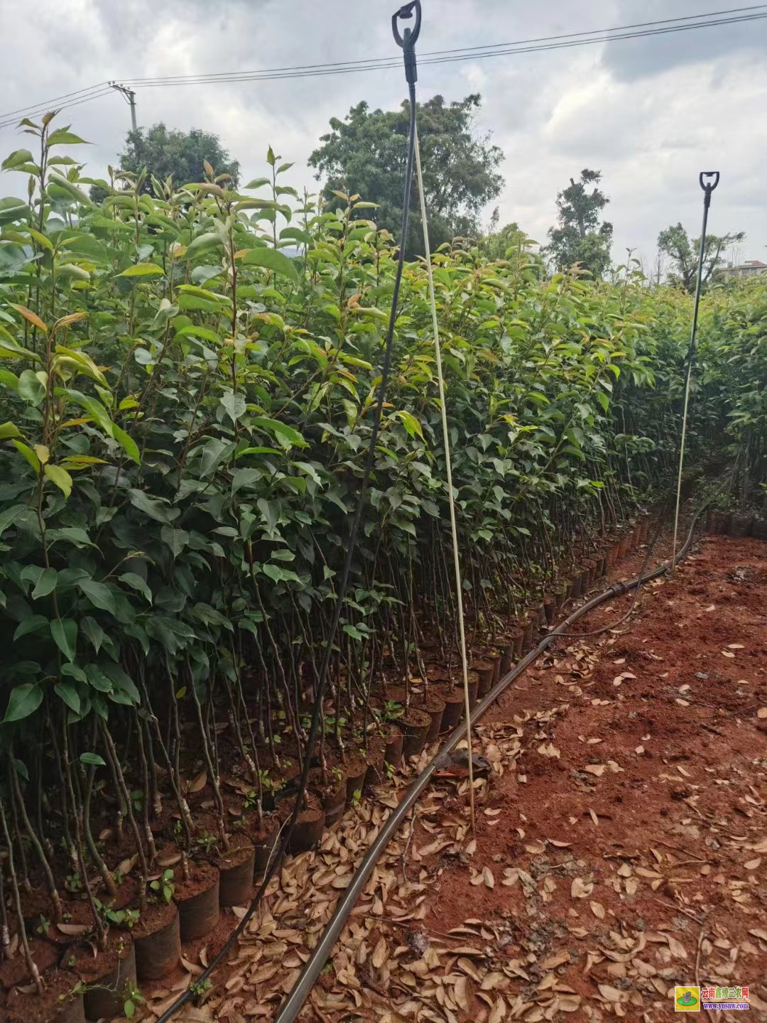 楚雄武定玉露香梨樹苗價格|紅梨苗種植基地|紅梨苗木哪里買